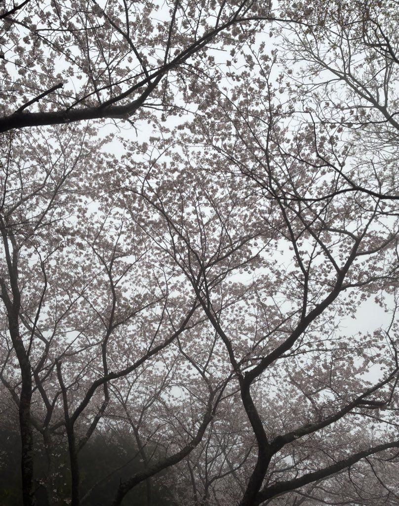 楊(うる) tweet media