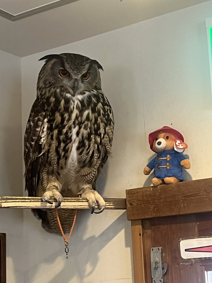 ふくろうの里 Owl Village tweet media