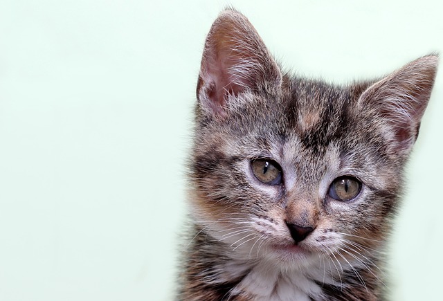 Kimberly Bradstone tweet media