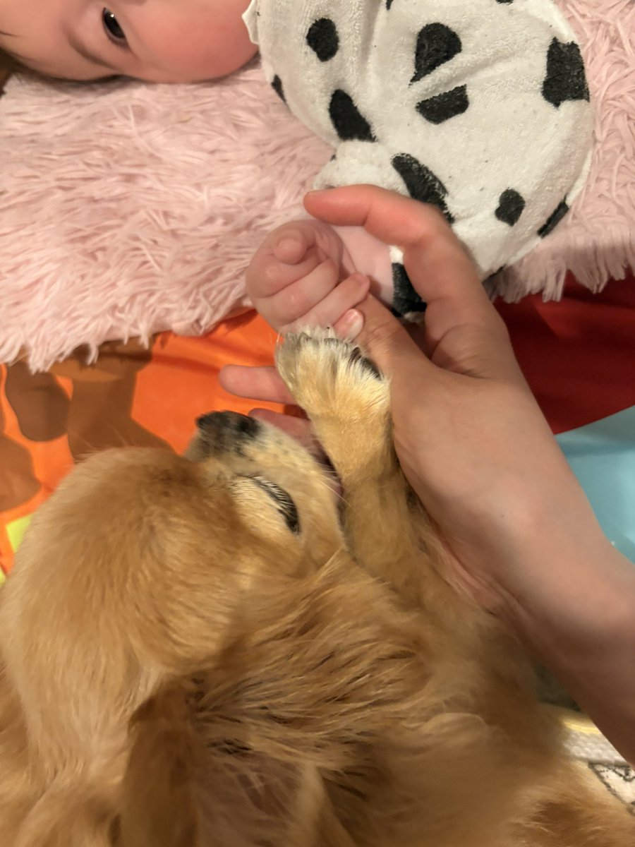 くどみ(みそ) tweet media