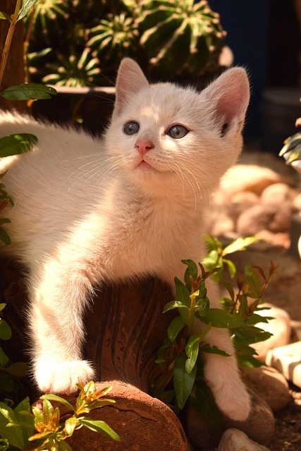 Ron Collins tweet media