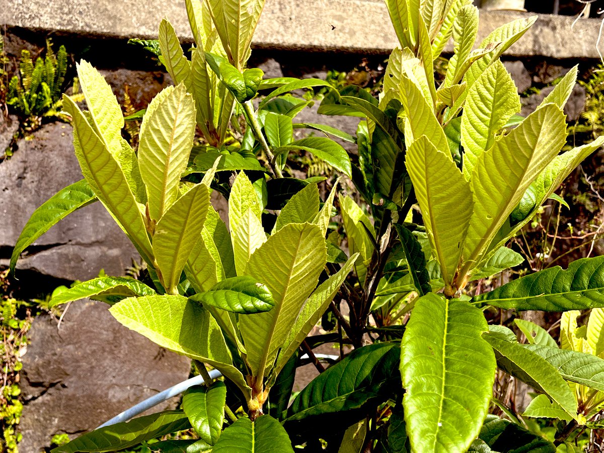 🌸同感🌸 tweet media