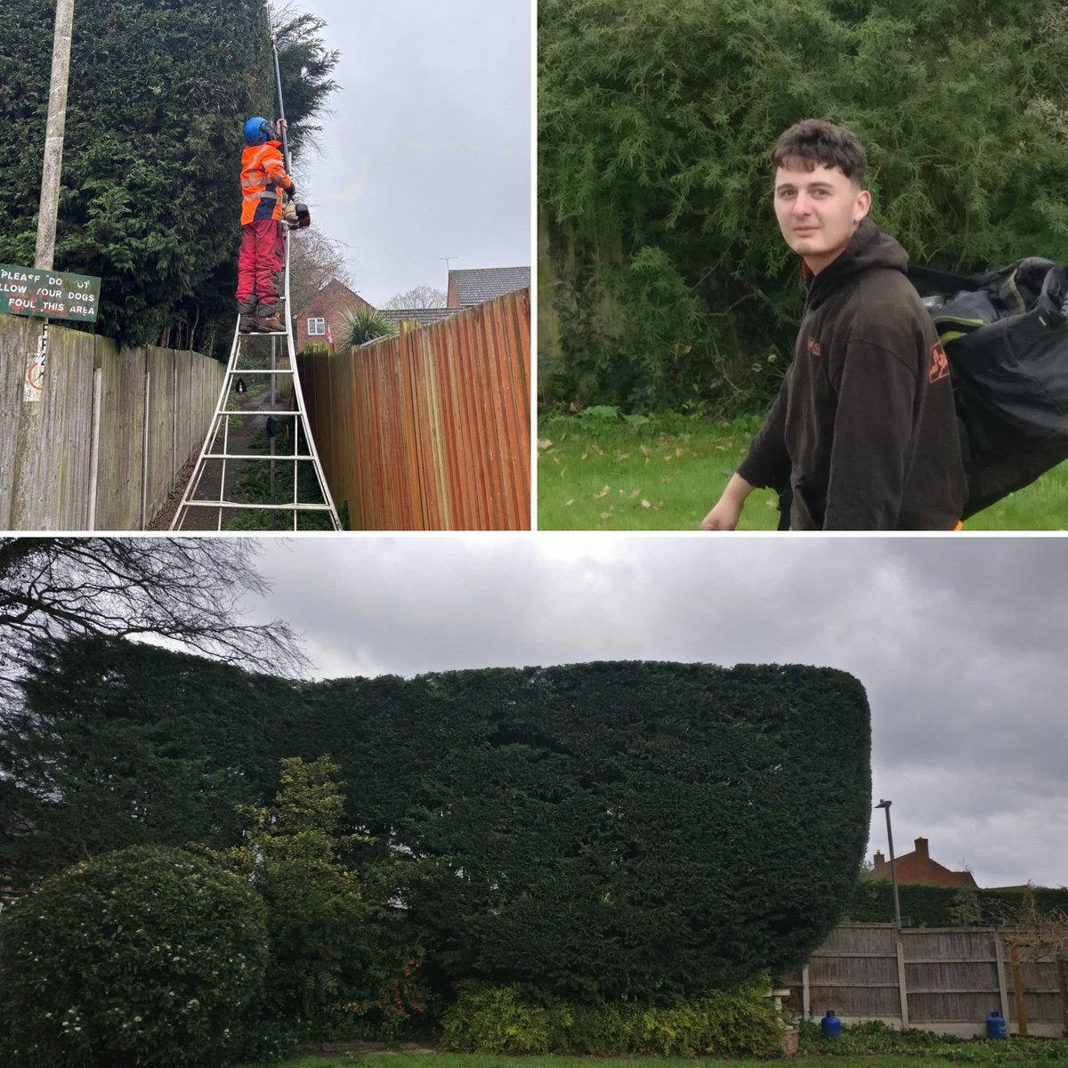 Masons Tree Surgery tweet media