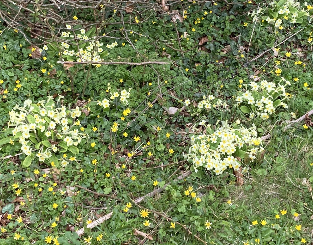 The English Oak Project tweet media