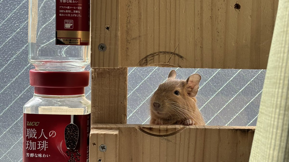 ハム太郎です。