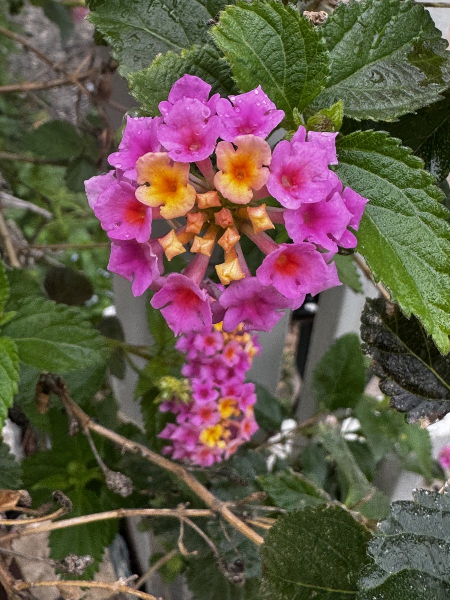 Howard Blas tweet media