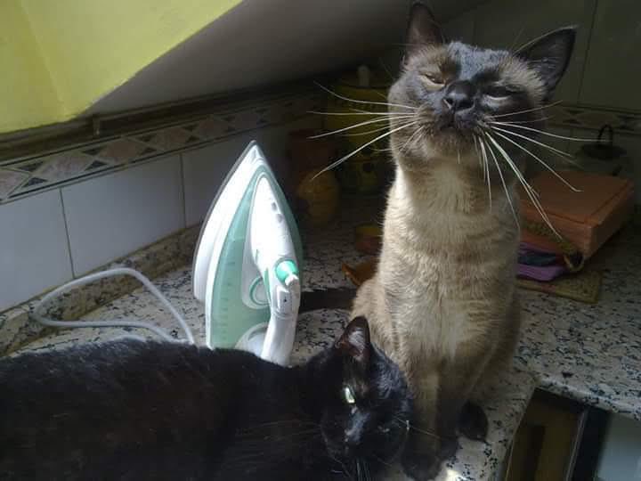 Arián-an-an (Robe's version) tweet media