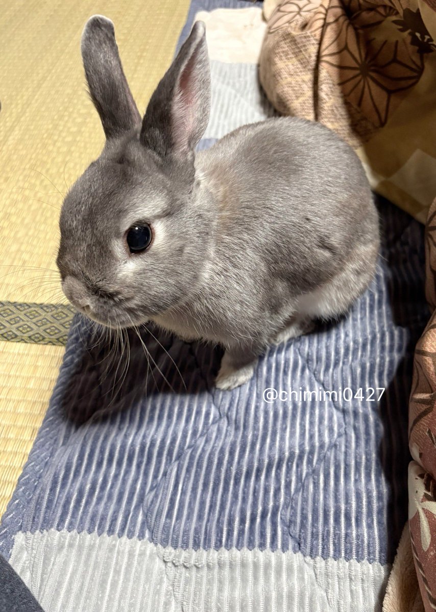 うさぎのちみ🐰🥬 tweet media