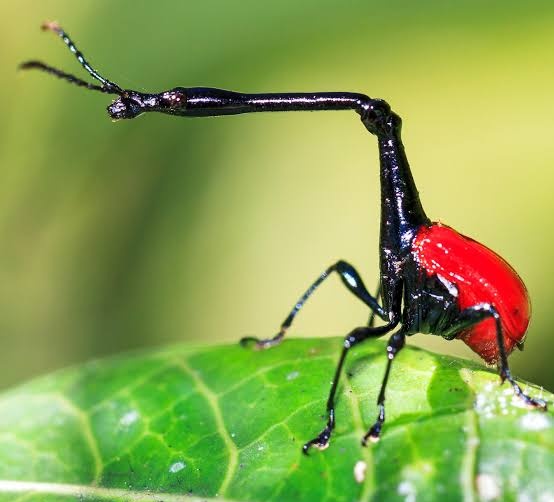 🌺CV drawing and shi tweet media