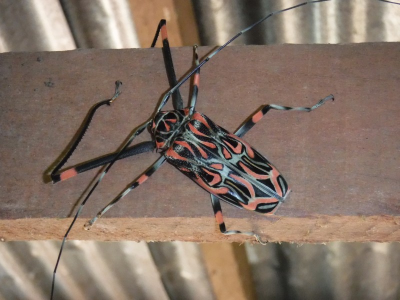 🌺CV drawing and shi tweet media