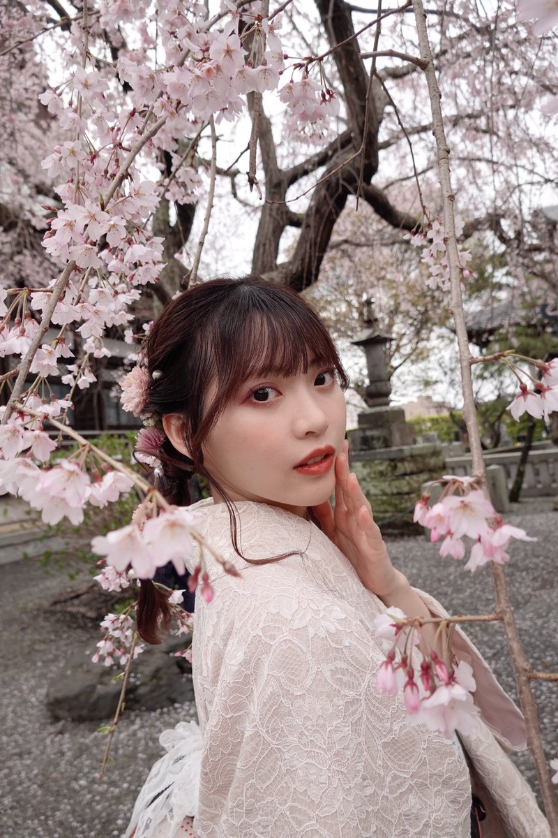 まちゃりん Post by 真楪伶(まちゃりん) on X: 最後のさくら🌸