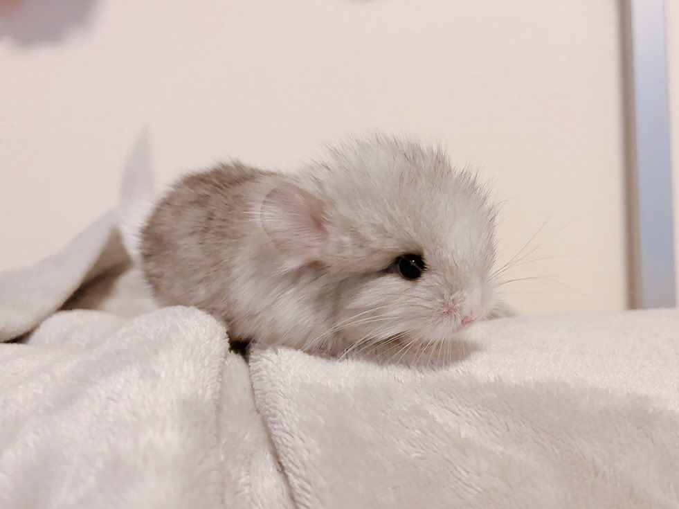 ♡しょこちーた♡ tweet media