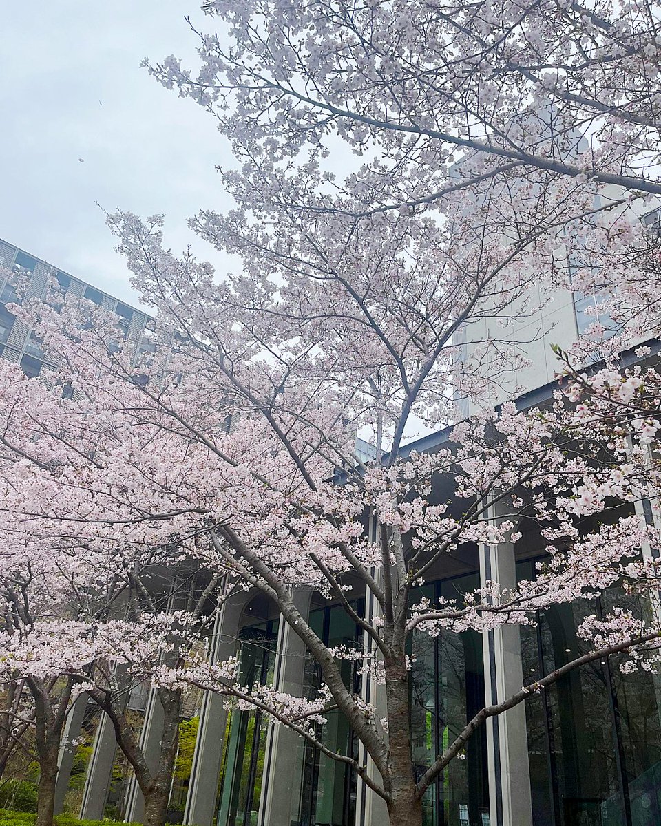 東京理科大学 tweet media