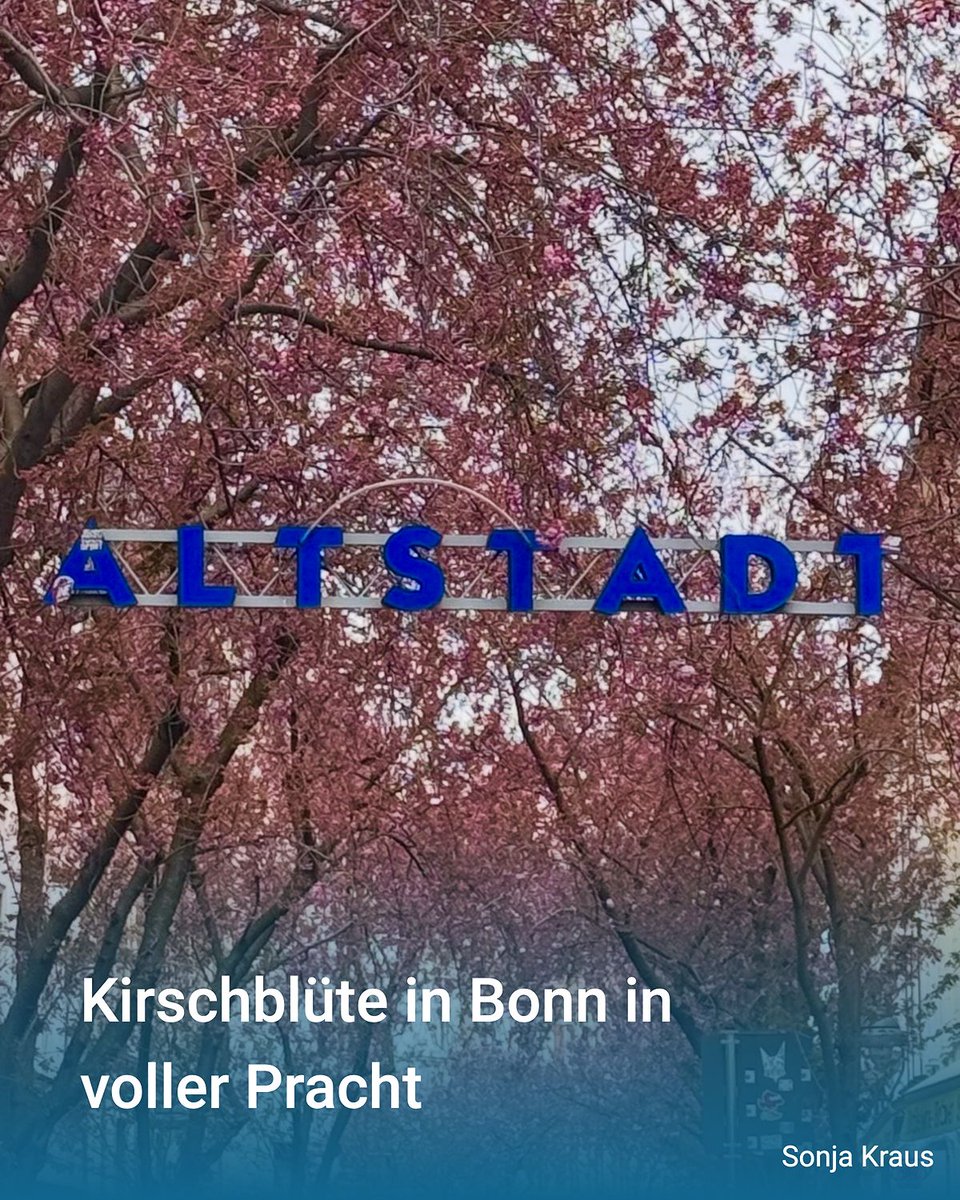 WetterOnline's tweet image. 🌸 Kirschblüte in Bonn – ein echtes Frühlingshighlight

Die Altstadt von Bonn verwandelt sich aktuell wieder in ein rosa Blütenmeer. Die japanischen Kirschbäume stehen in voller Blüte und sorgen für eine ganz besondere Atmosphäre.

📸 Sonja Kraus

#Kirschblüte #Bonn #Frühling