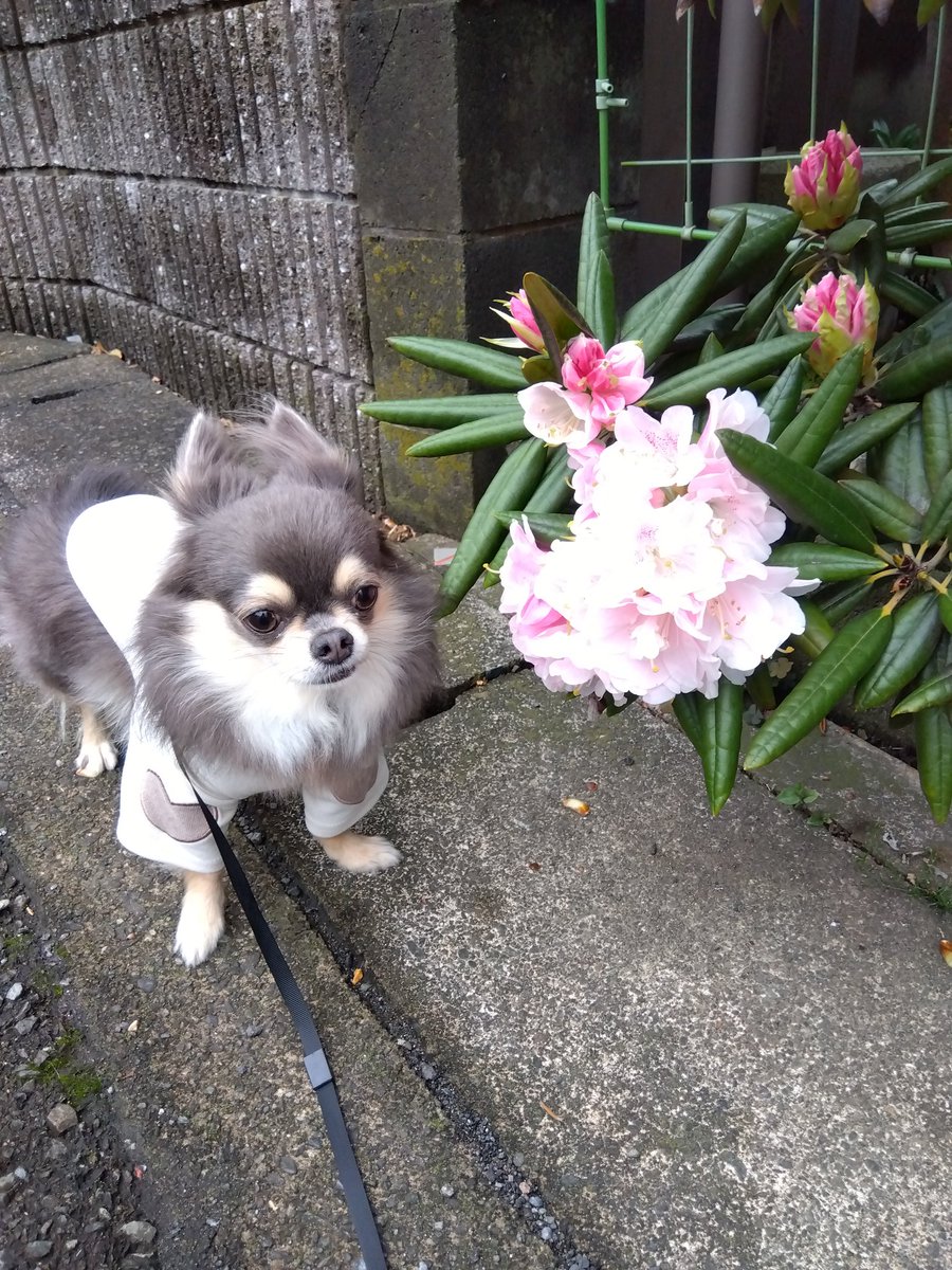 チワワ　🐾ちくわ🐾 tweet media