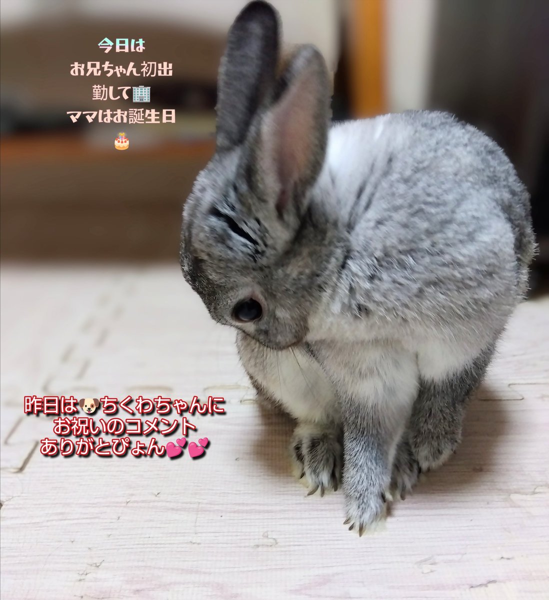 チワワ　🐾ちくわ🐾 tweet media