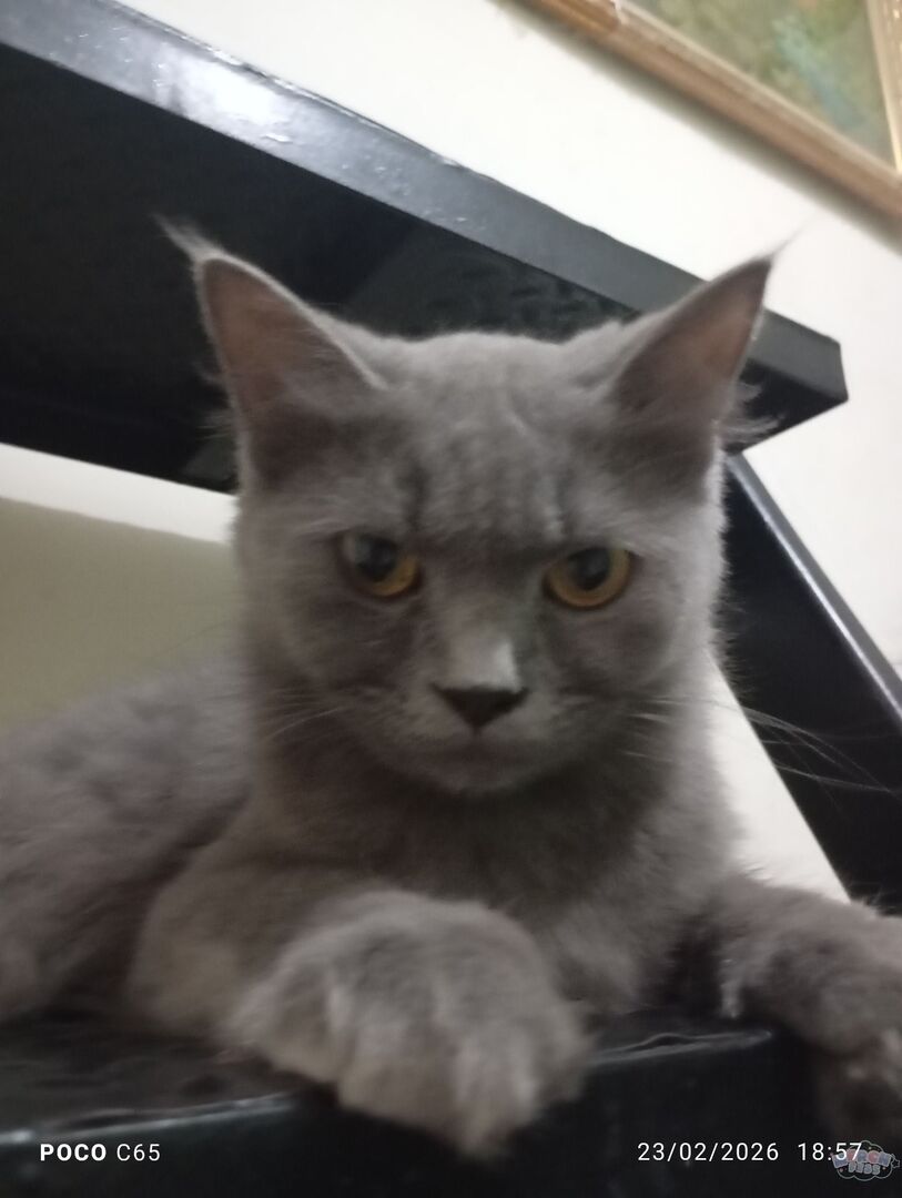 Mewch Fess ฅ≽^•⩊•^≼ฅ tweet media