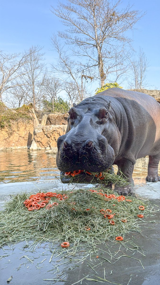 八木山動物公園フジサキの杜【公式】 tweet media