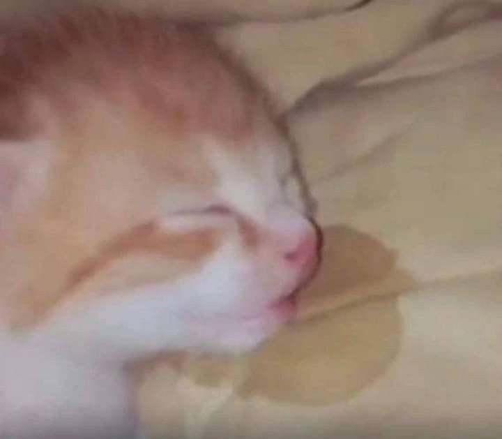 local nash-lake chud tweet media