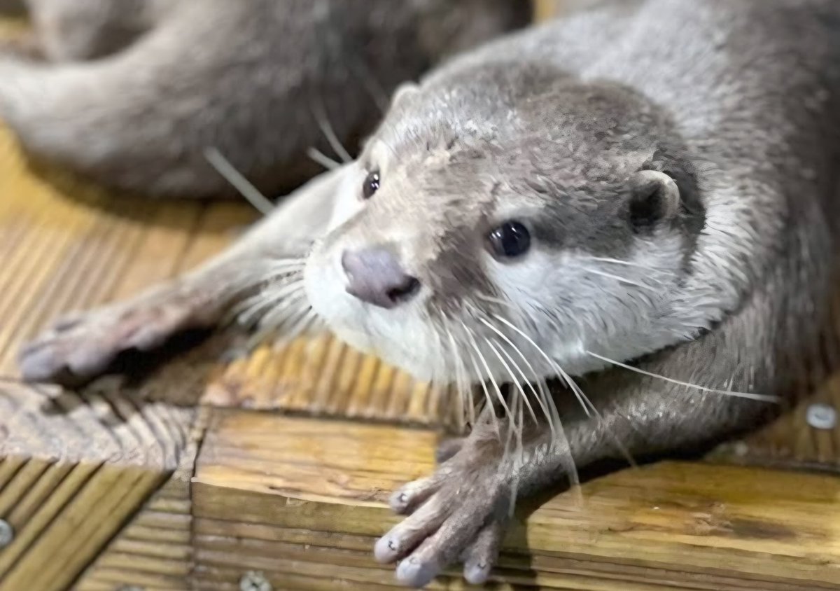 이리우너라( •ᴥ•)つ🍩 tweet media