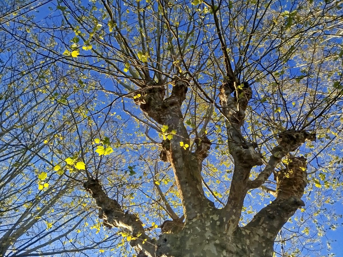 Luz González Prieto tweet media