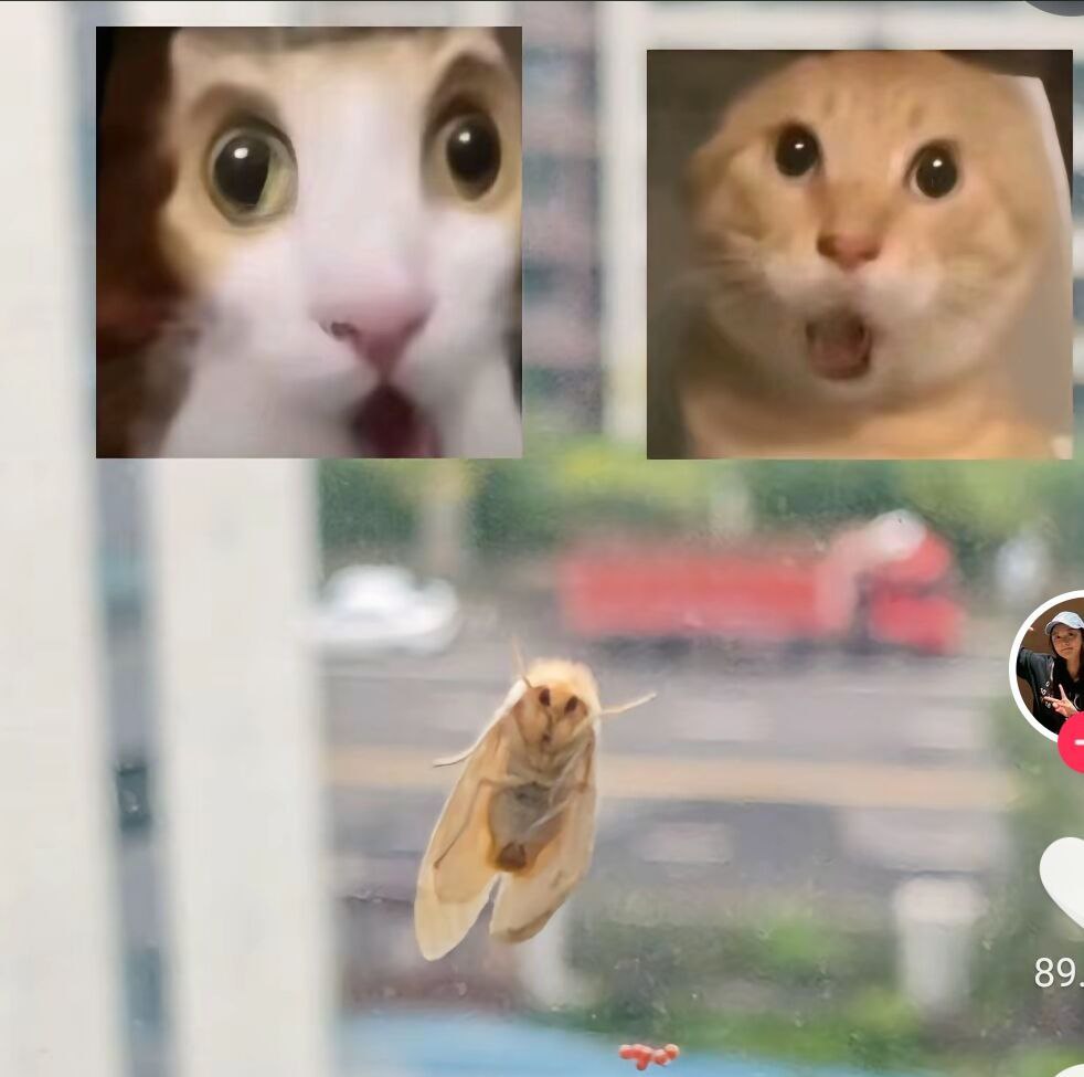 hsn.bot tweet media