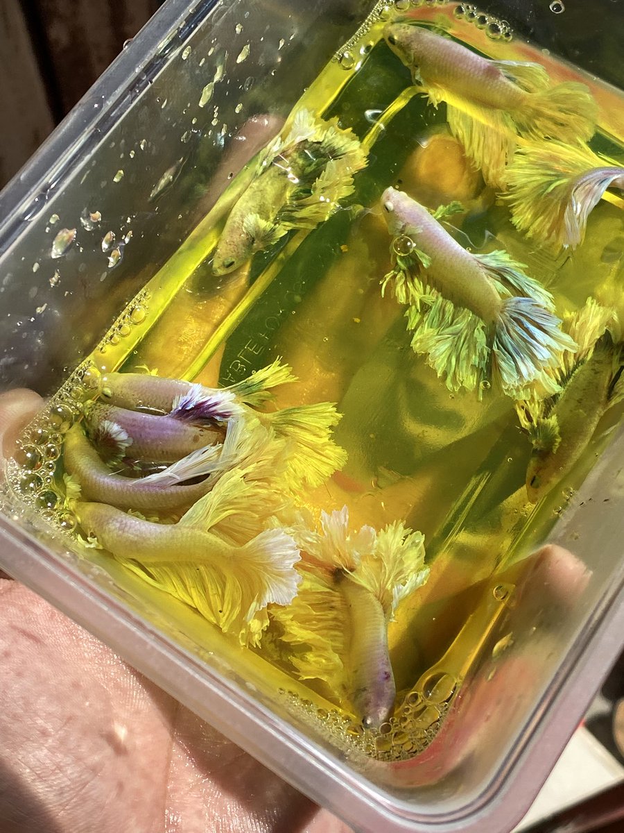 alll.𝕏 tweet media