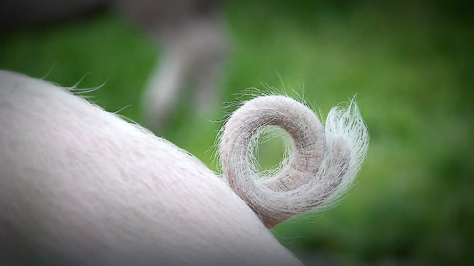 Pigbusiness.nl tweet media