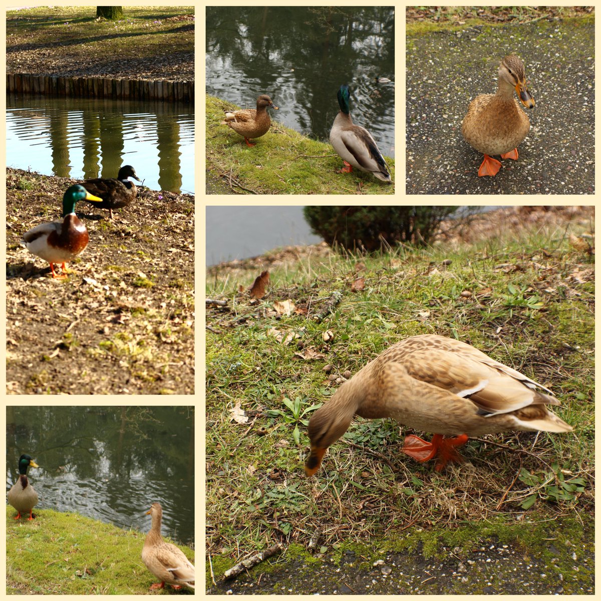 Willy Bos 🦋 tweet media