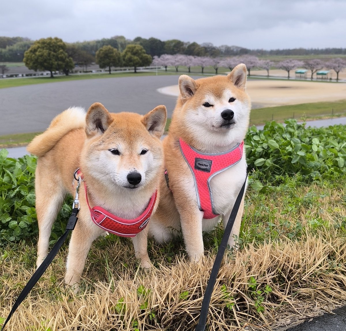 柴犬ちびまる子 tweet media