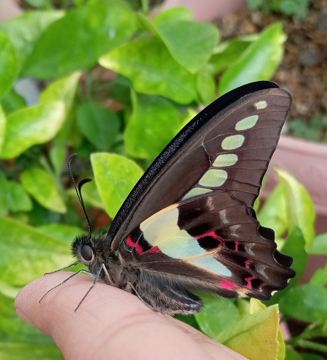 わさび@ちょうちょまんが家 tweet media