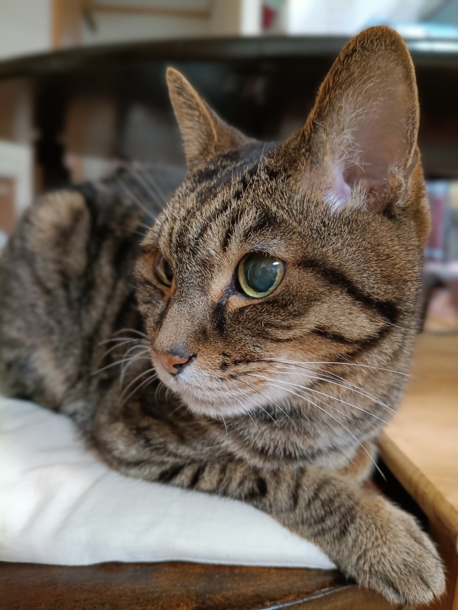 xylocopal's tweet image. #土アップ祭

まだ水曜日だけど。
27000円スマホ、Motorola moto g66j 5G、カメラは結構まともでした。
"SONY LYTIA"を謳うこのカメラ、なかなか良い感じで写ります。
猫の被毛の質感などAQUOSより上。
今度はメシを撮ってみよう😸

#moto_g66j #Motorola #モトローラ
#チマちゃん #チマ猫 #縞猫