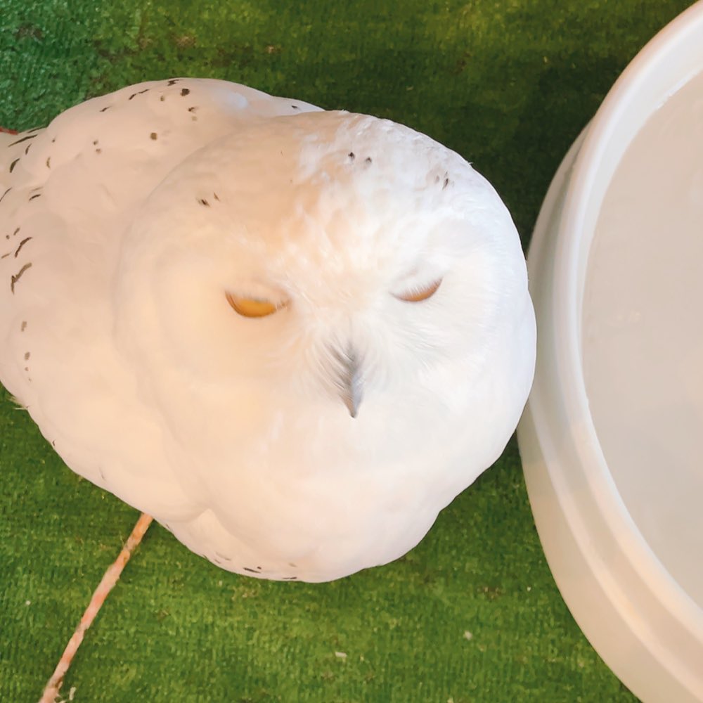 ふくろうの里 Owl Village tweet media