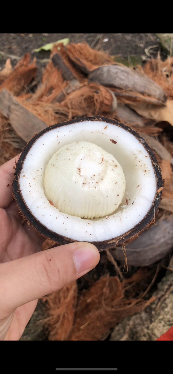 bioluminescence tweet media