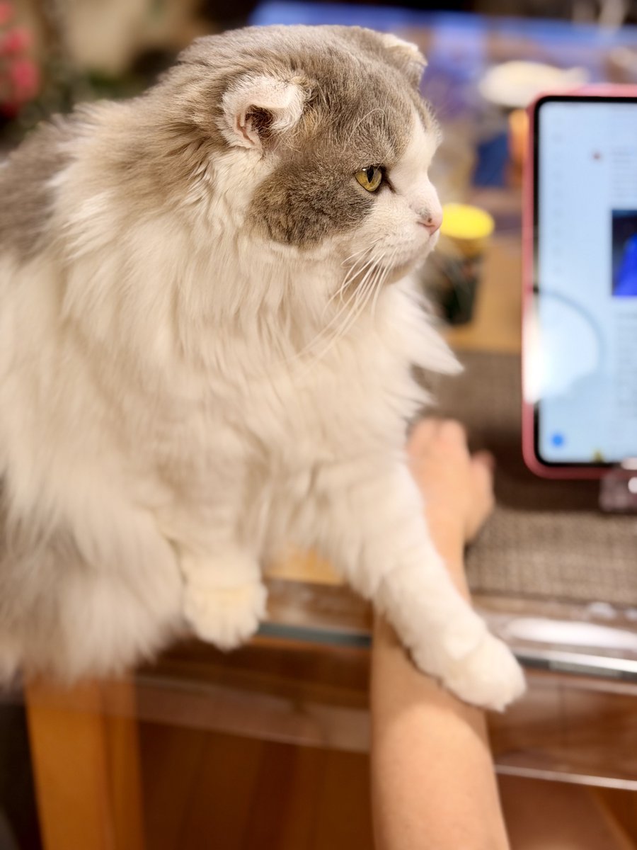 現場猫うたにゃん tweet media