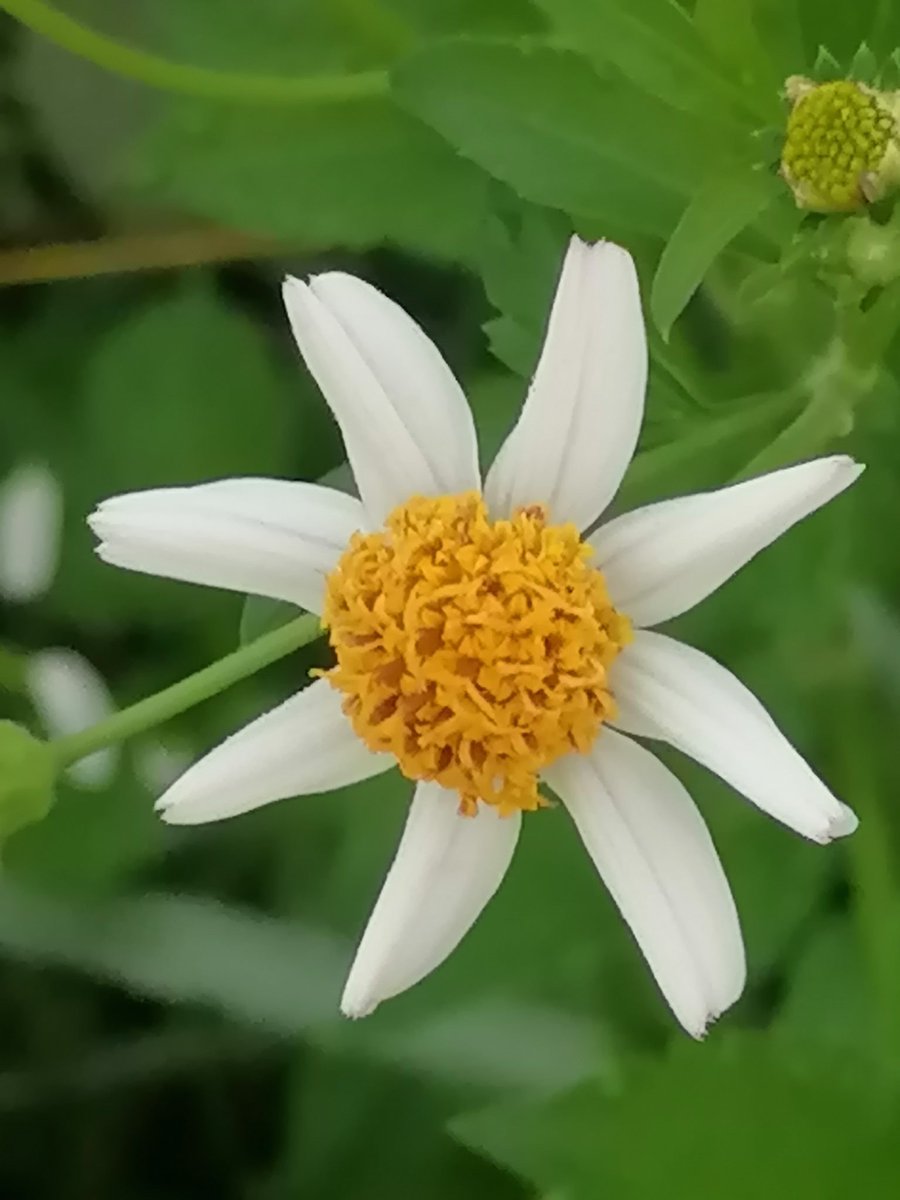 Archie Aruejo tweet media