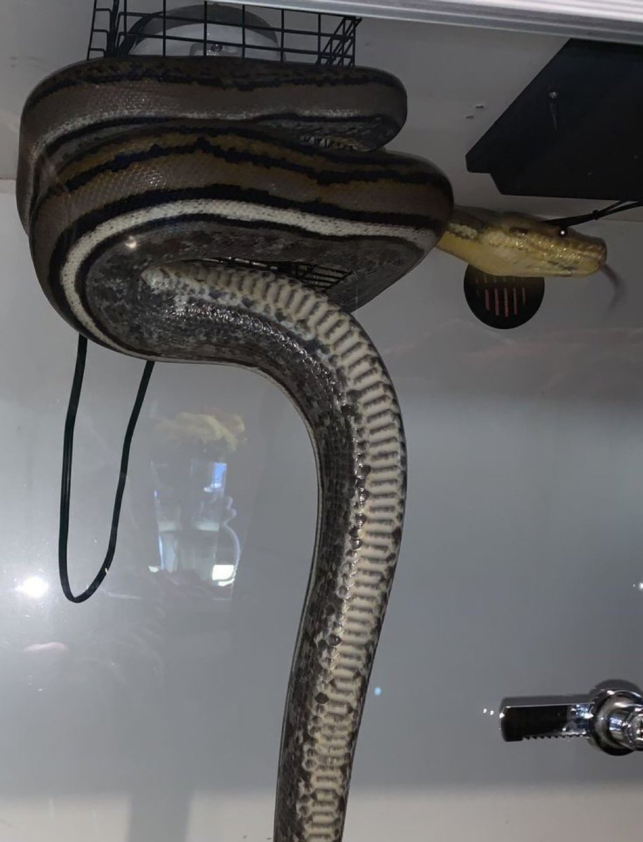 Pressy🥰❤️ tweet media