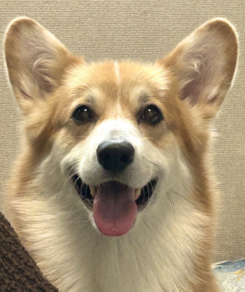 コーギーのレオ🦁 tweet media