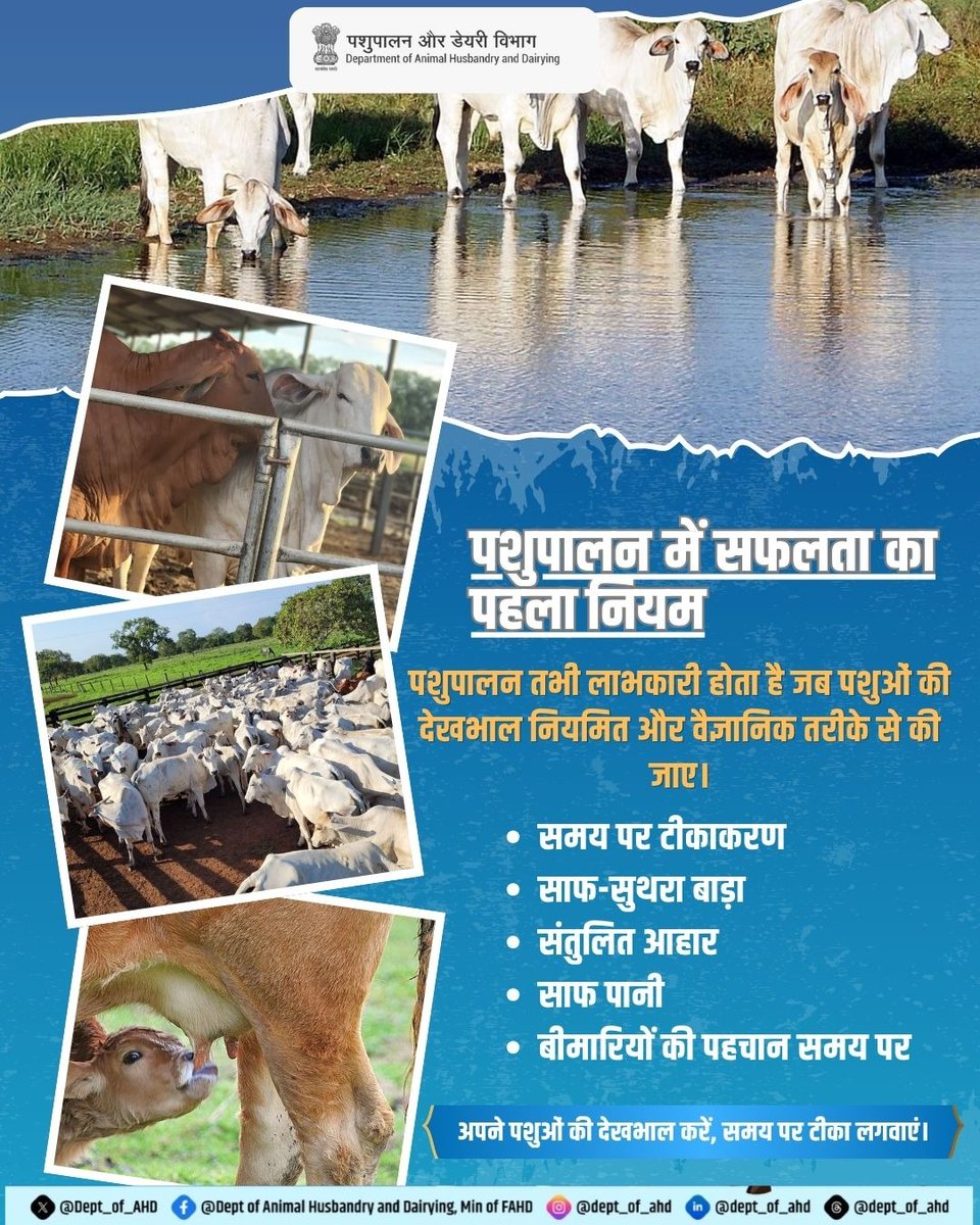 Dept_of_AHD's tweet image. पशुपालोंको की  बढ़ेगी शान, जब वैज्ञानिक तरीके से होगा पशुपालन।

पशुपालन एक जिम्मेदारी है। सही समय पर टीकाकरण और साफ़-सफाई अपनाकर आप अपने पशुओं को बीमारियों से बचा सकते हैं और बेहतर उत्पादन पा सकते हैं।

#KisanUpdate #AnimalHealth #VillageLife #DairyBusiness #IndiaFightsDiseases