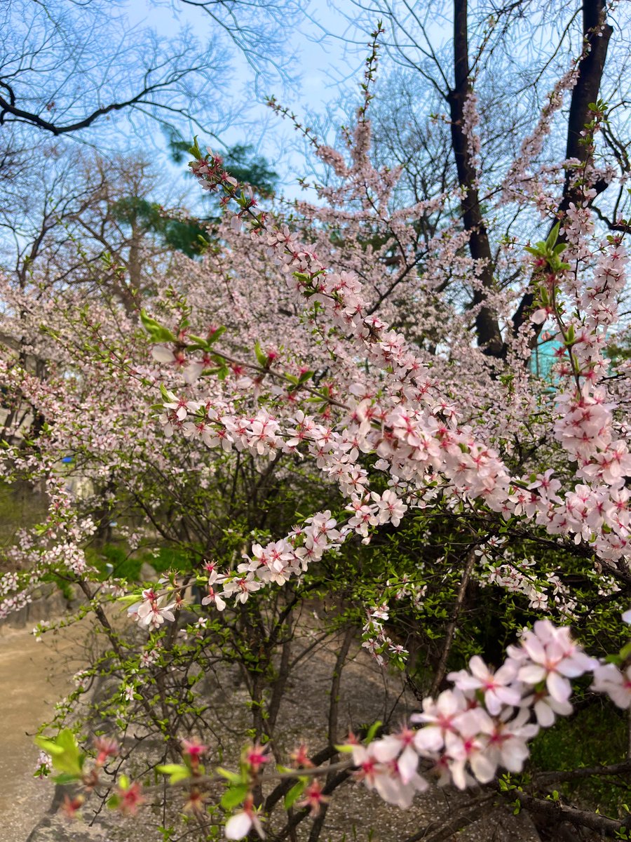 Nessa 넷사 tweet media