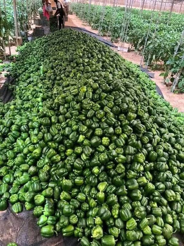 GuessWithMe tweet media