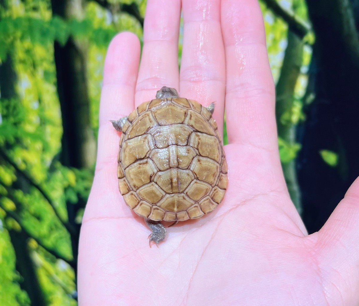 通∞REPTILE tweet media