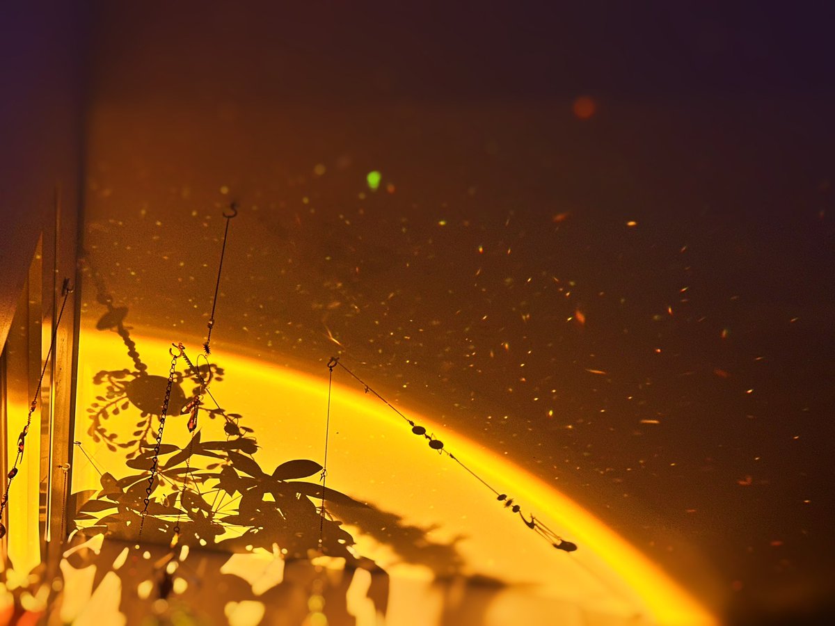 Lana the Bug 🪲💕 tweet media