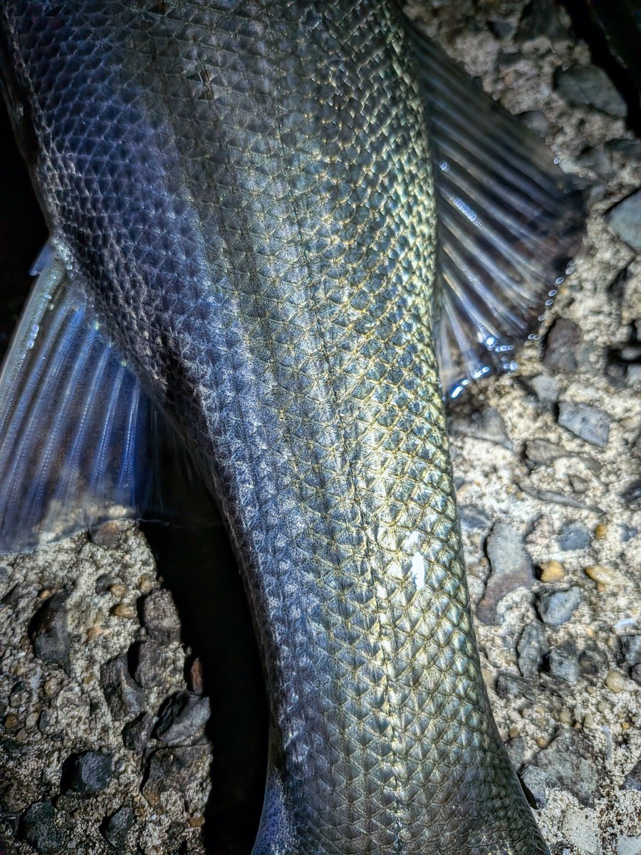 横山創万(そうま) tweet media