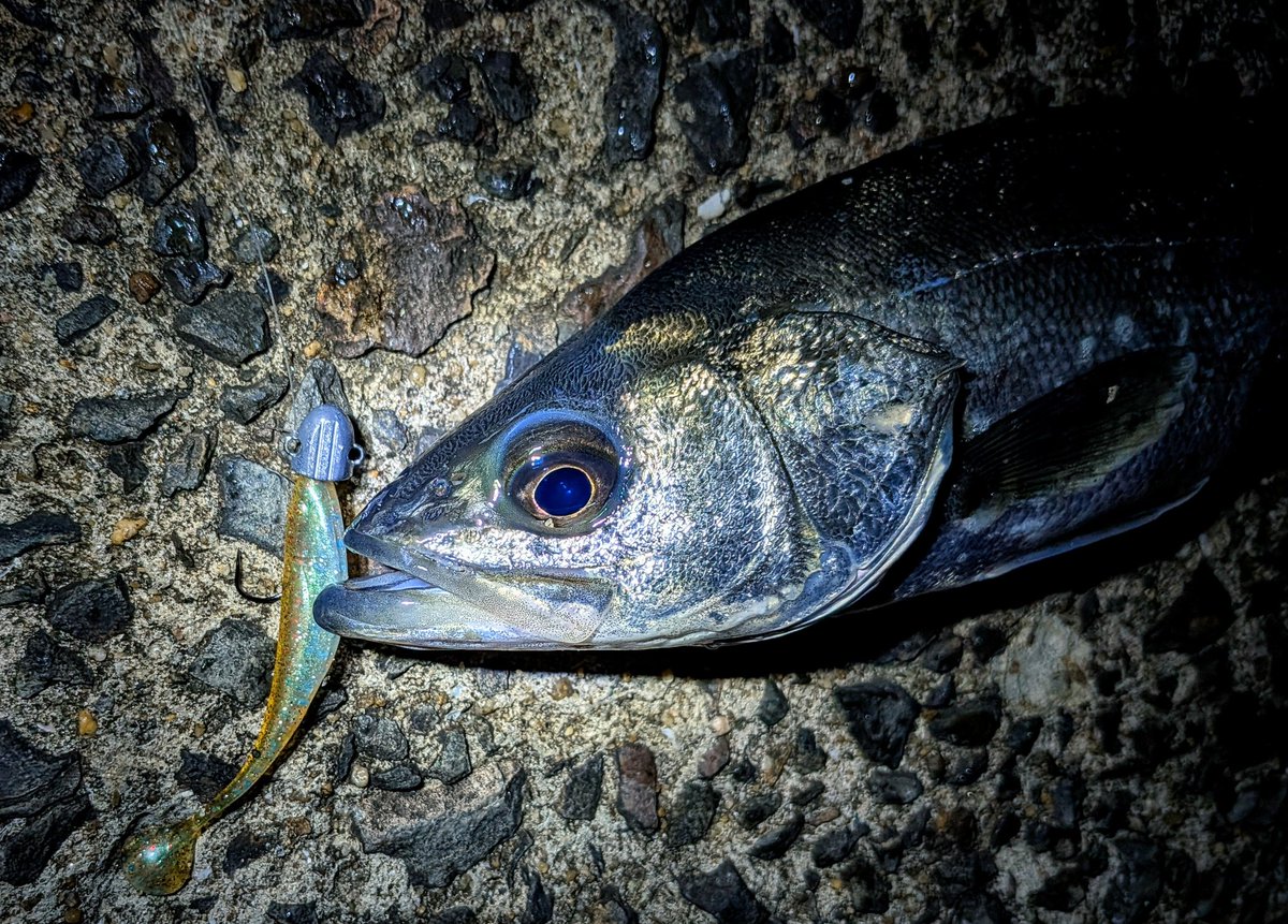 横山創万(そうま) tweet media