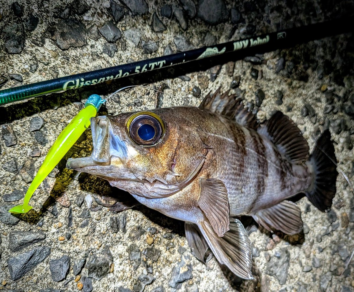 横山創万(そうま) tweet media