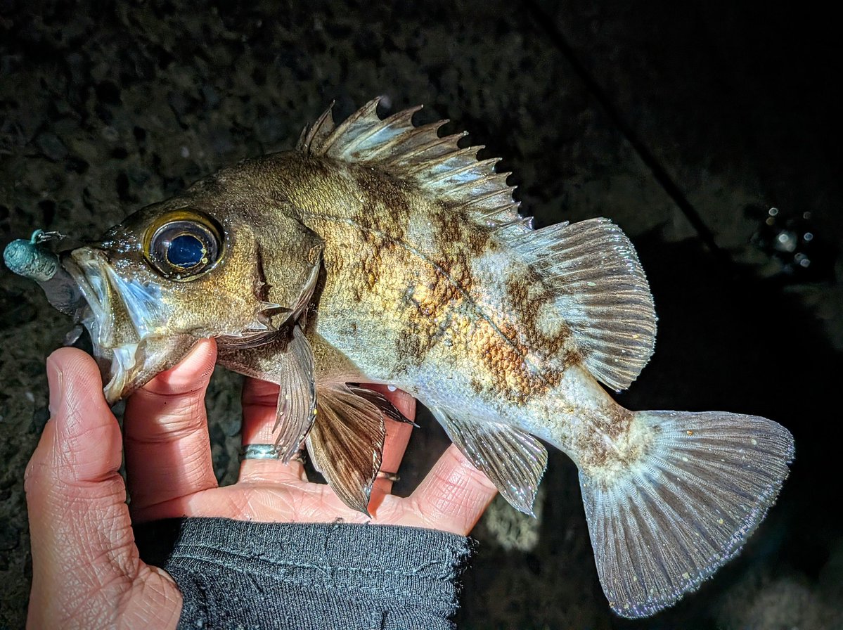 横山創万(そうま) tweet media