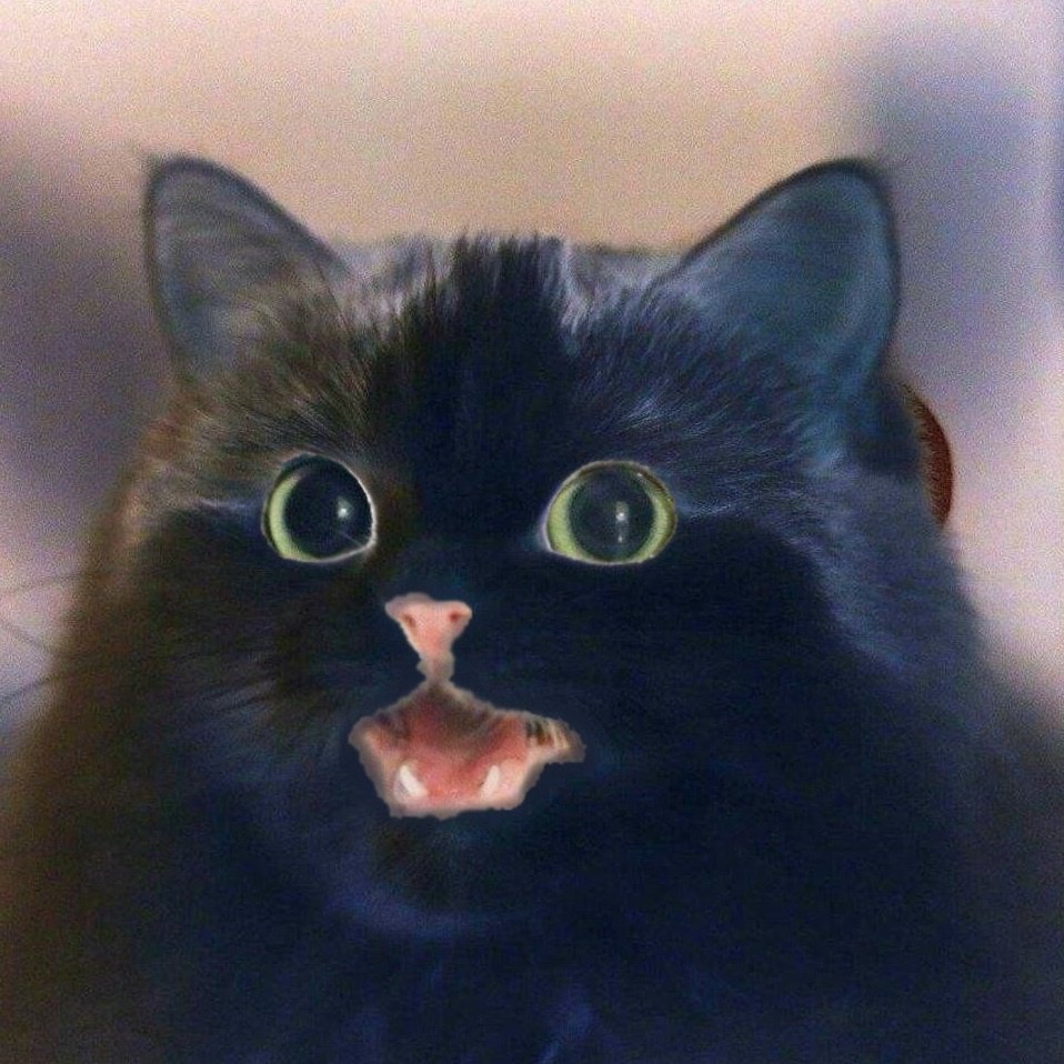 The Cat Who Says the Word tweet media