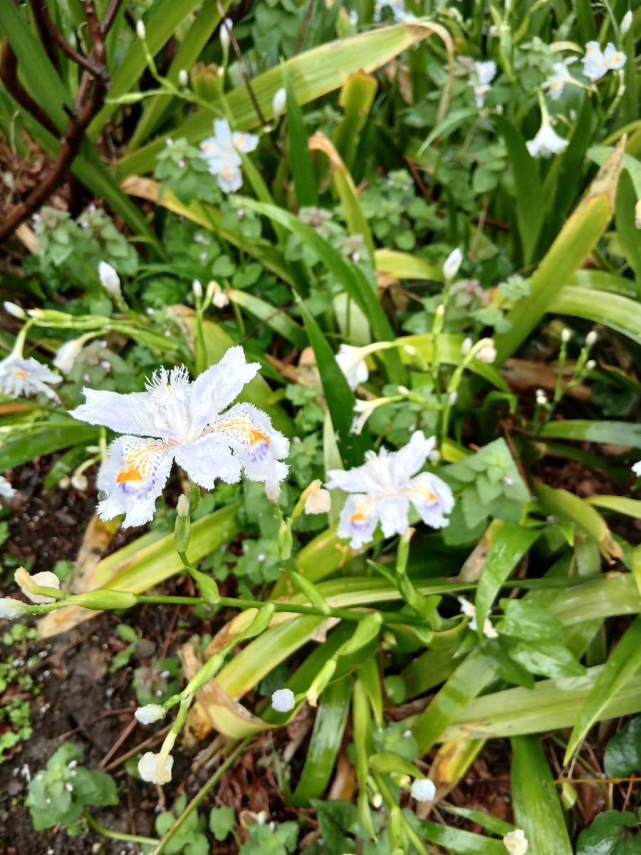 ∀ʞıʞo(・ω・)Akiko tweet media