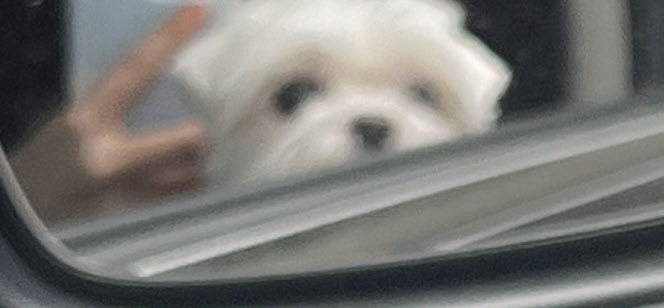 me°⁰w tweet media